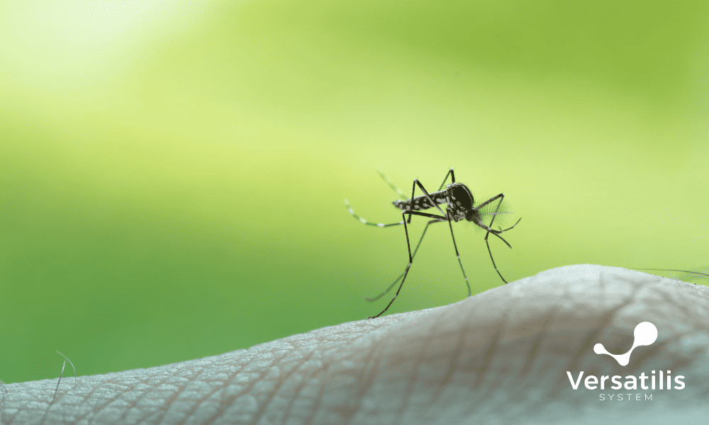mosquito febre oropuche